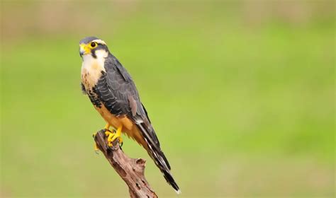 aplmodgo|aplomado falcon facts.